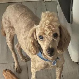 Lost Dog Cujo