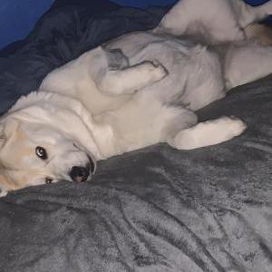 Lost Dog Akila