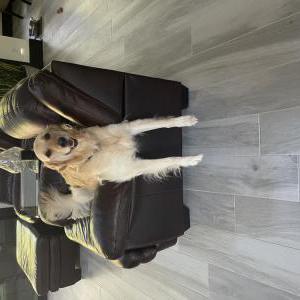 Lost Dog Ricky