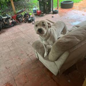 Lost Dog Chapo