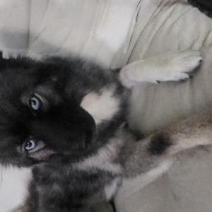 Found Dog Unknown