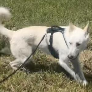 Lost Dog Balto