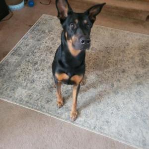 Lost Dog Odie