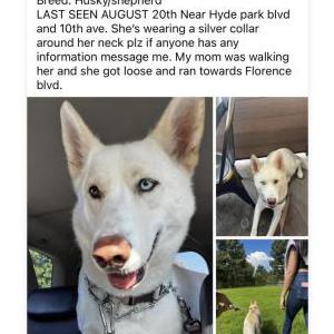 Lost Dog Maya