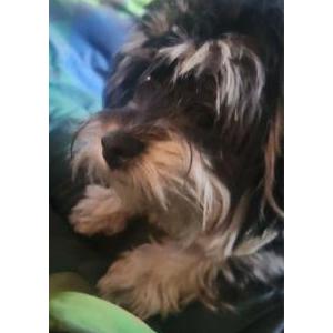 Lost Dog Ursula