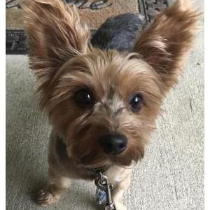 Lost Dog Max