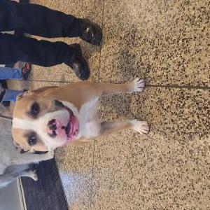 Found Dog Unknown