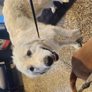 Found Dog Unknown