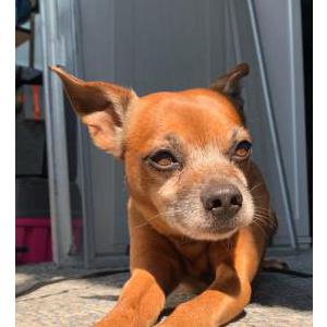 Lost Dog Gio