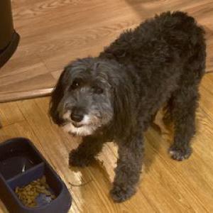 Lost Dog Gus