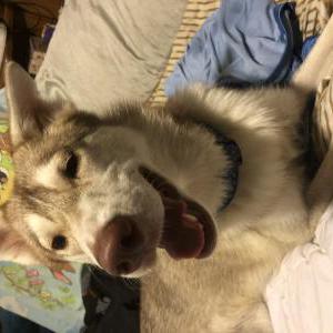Lost Dog Unknown