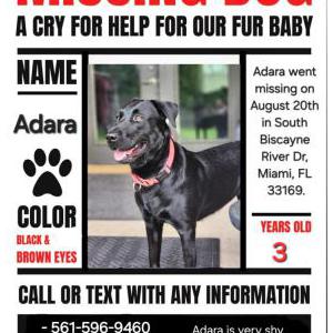 Lost Dog Adara