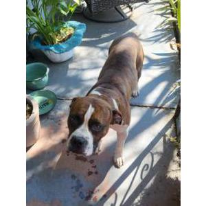 Found Dog Unknown