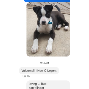 Lost Dog SKYE