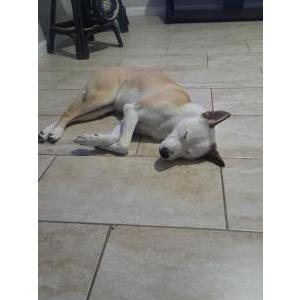 Lost Dog Athena