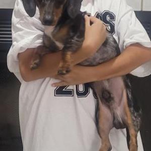 Lost Dog Rocky