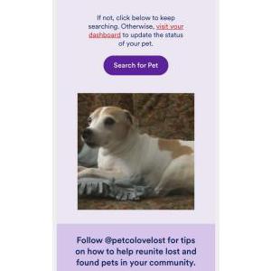 Lost Dog Maggie