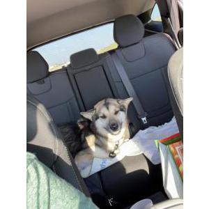 Found Dog Unsure