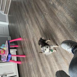Lost Dog Trixie