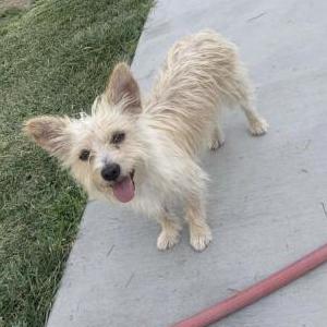 Lost Dog Rocky