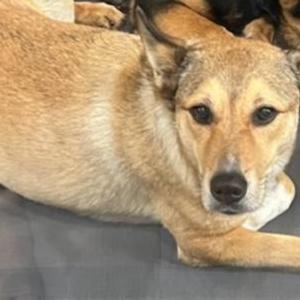 Lost Dog Zeus