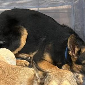 Lost Dog Titan