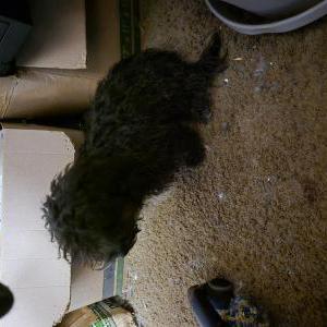 Lost Dog Blacky