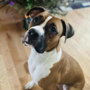 Lost Dog Hercules