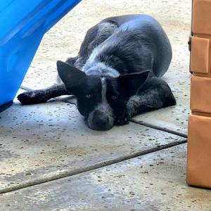 Found Dog Unknown