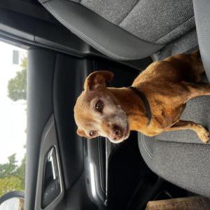 Found Dog Unknown