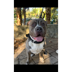 Lost Dog King