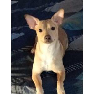 Lost Dog Joey