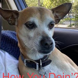 Lost Dog Buddy