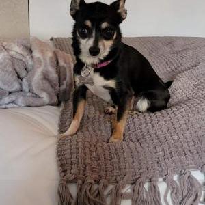 Lost Dog Lillian