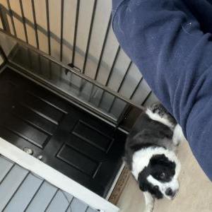 Lost Dog Buddy Aus shep Blk/w