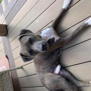 Found Dog Unknown