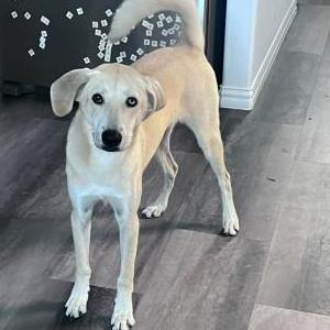 Lost Dog Harlem