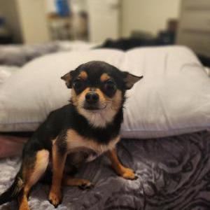 Lost Dog Lokey