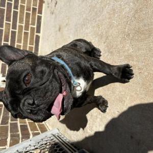 Lost Dog Louie