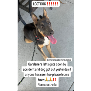 Lost Dog estrella