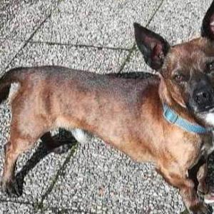 Lost Dog Mega