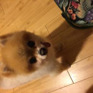 Lost Dog Waldo
