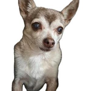 Lost Dog Perla