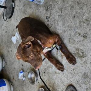 Found Dog Unknown