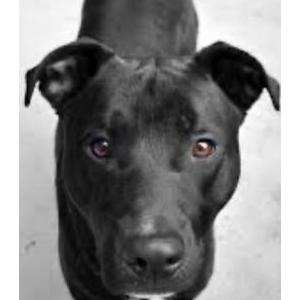 Lost Dog Esme