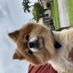 Found Dog Unknown