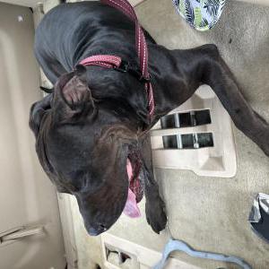Found Dog Unknown