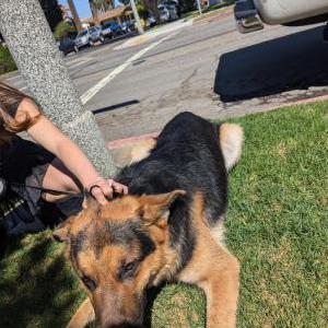 Found Dog Unknown