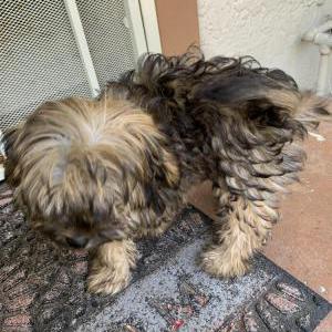Found Dog unknown