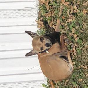 Lost Dog Shorty